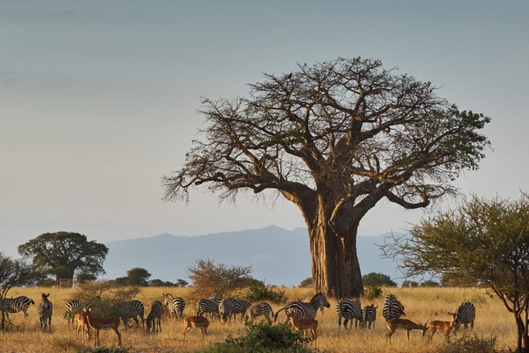 Animals-in-Tarangire