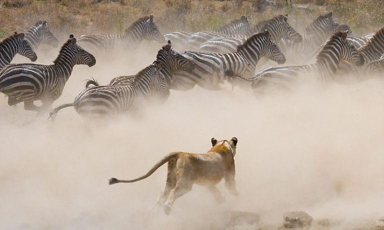 Serengeti (5)