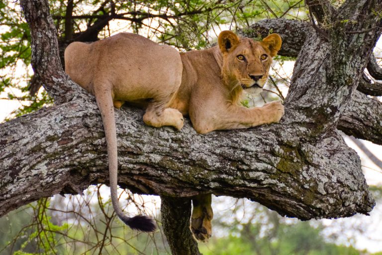 Tree-Lions-Tarangire-civitatis
