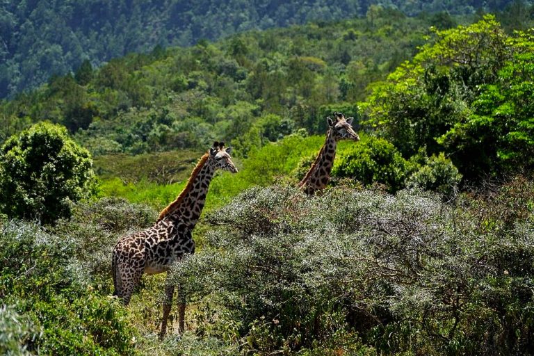 arusha-national-park (1)