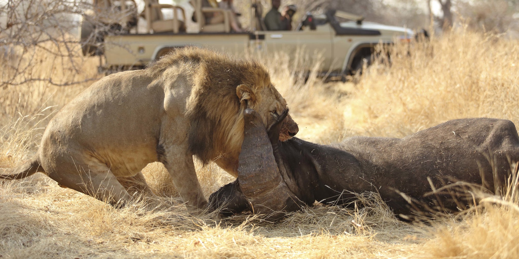best-wildlife-safari-parks-in-tanzania-africa