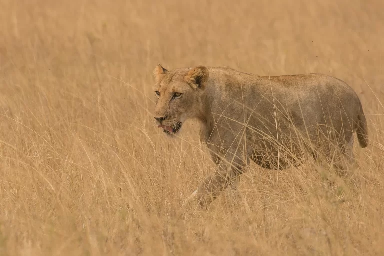 safaris-49