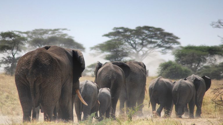tarangire-national-park