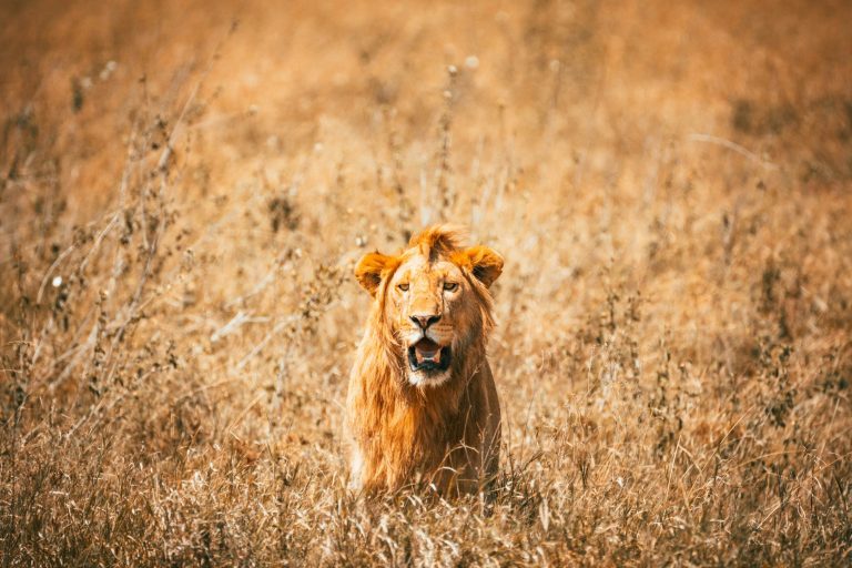 Lion