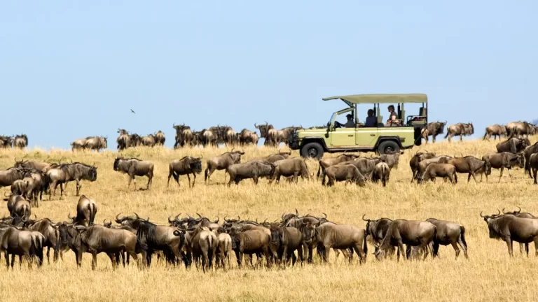 Ubuntu-Wildebeest-migration-game-drive-4