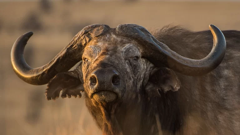 buffalo