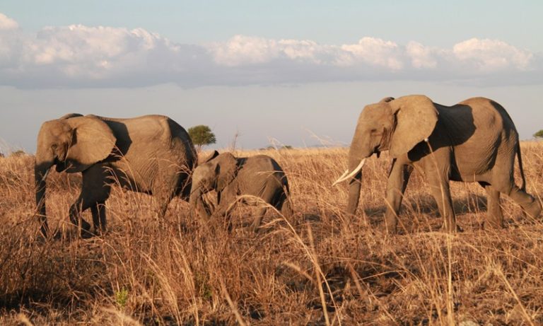 elephant