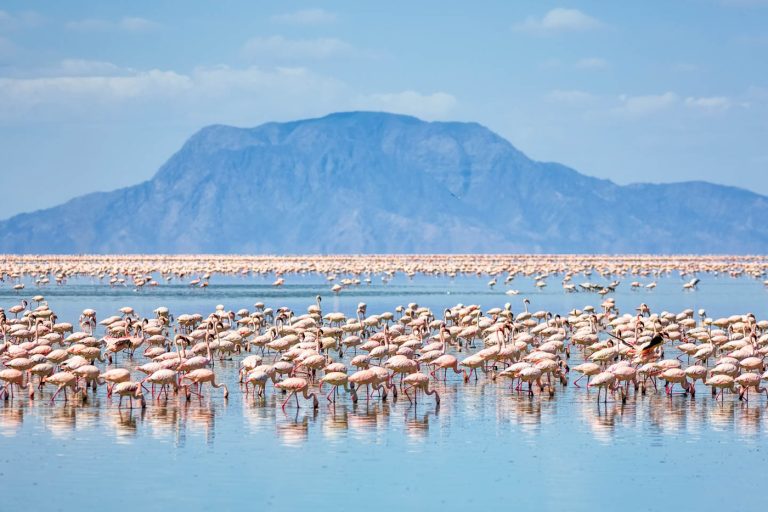 flamingoes-lake-natron-tanzania-timbktu-travel