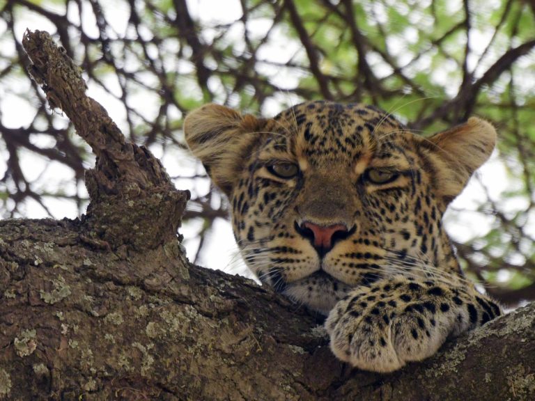 leopard