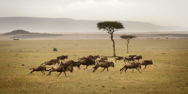 wildebeest-herd-running-serengeti