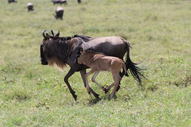 wildeebeest